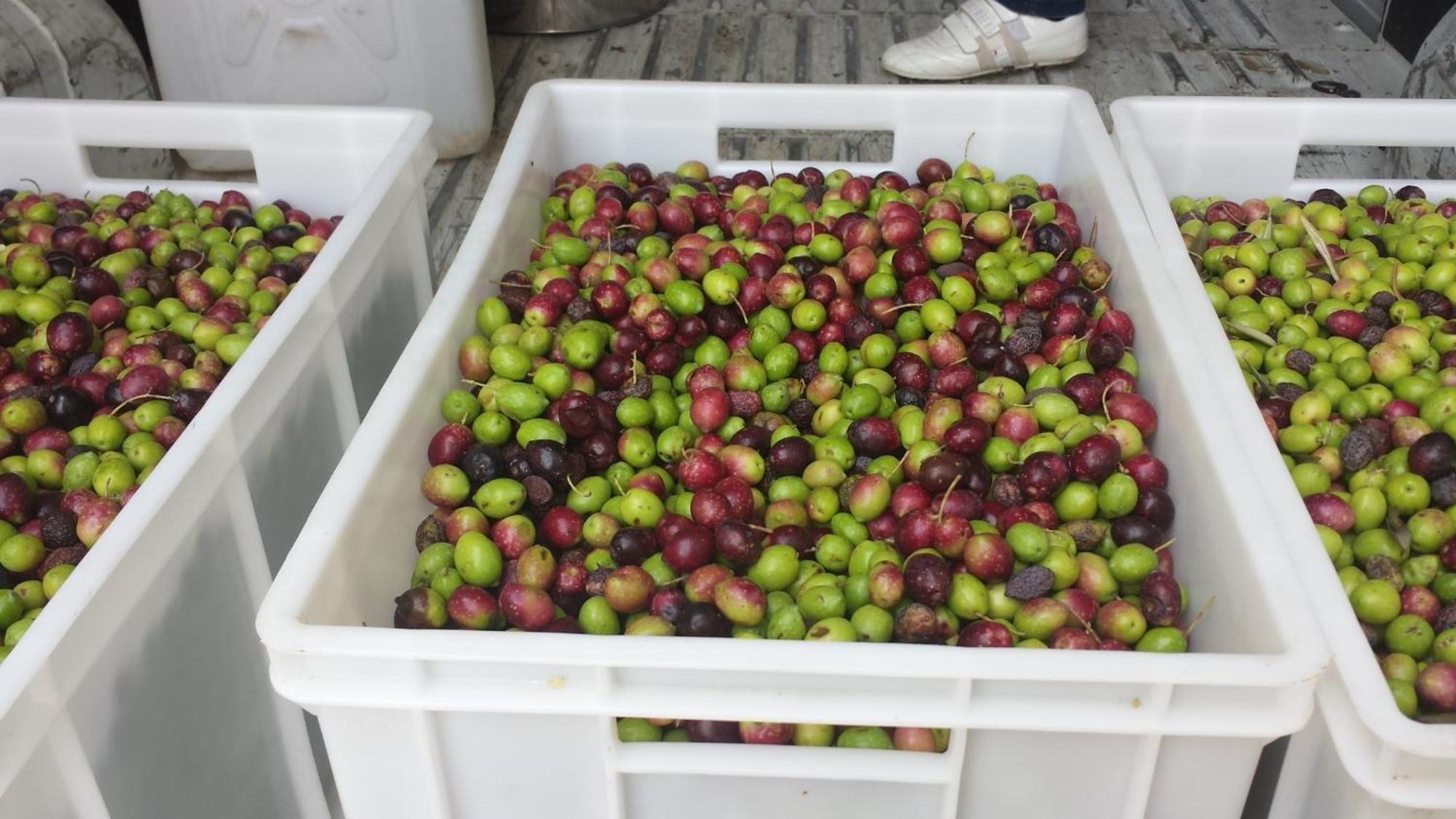 Agriturismo Agrisole أولبيا المظهر الخارجي الصورة