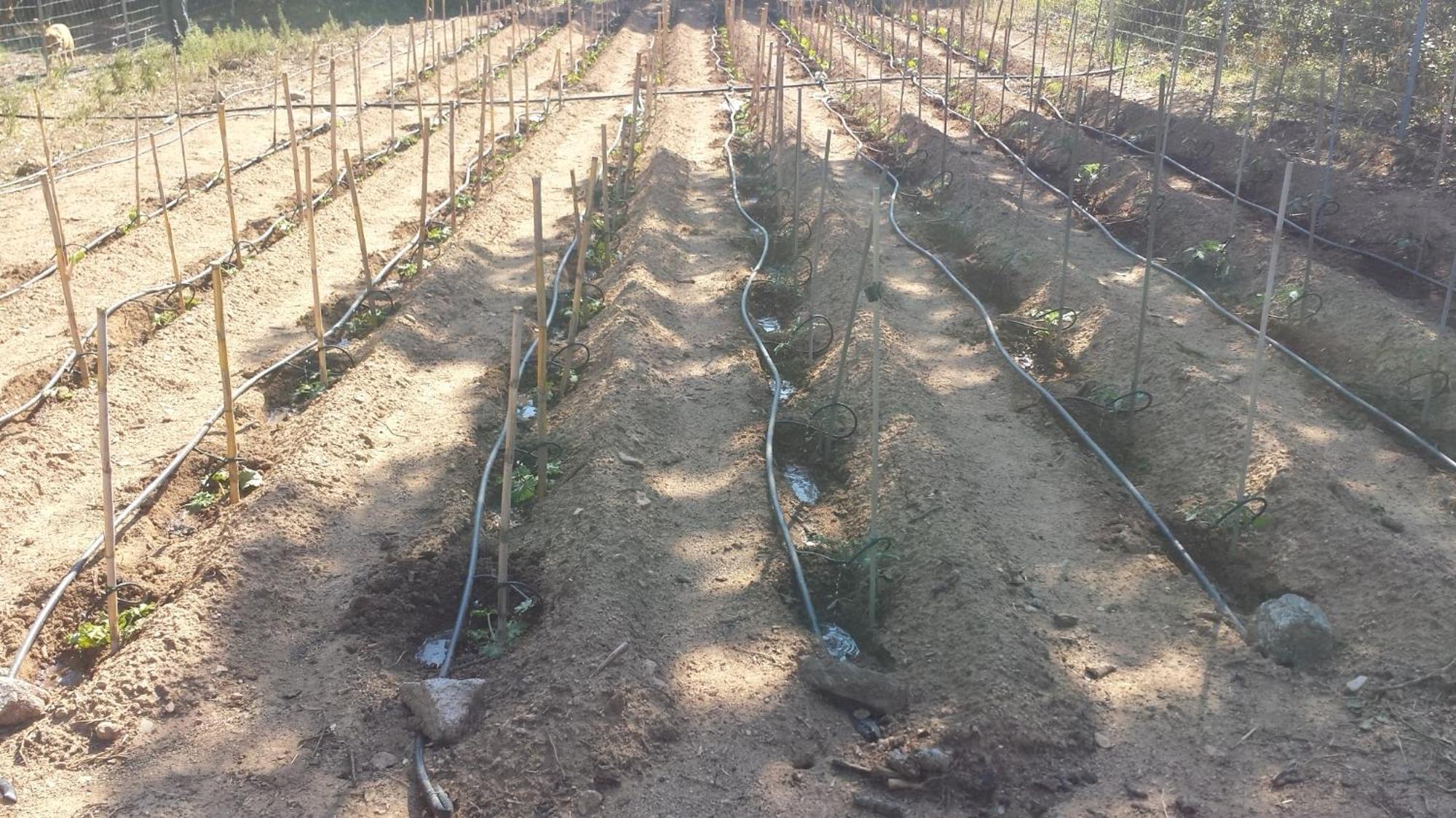 Agriturismo Agrisole أولبيا المظهر الخارجي الصورة