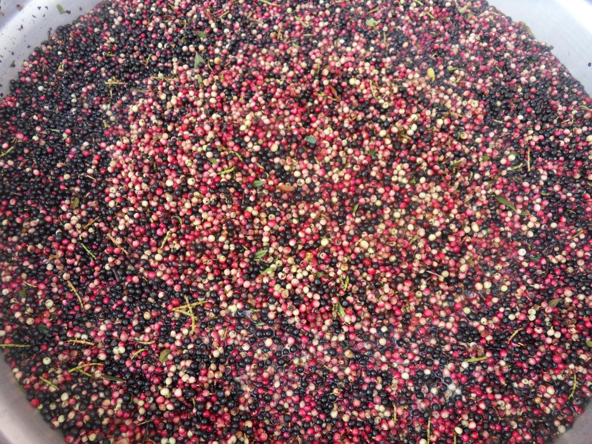 Agriturismo Agrisole أولبيا المظهر الخارجي الصورة