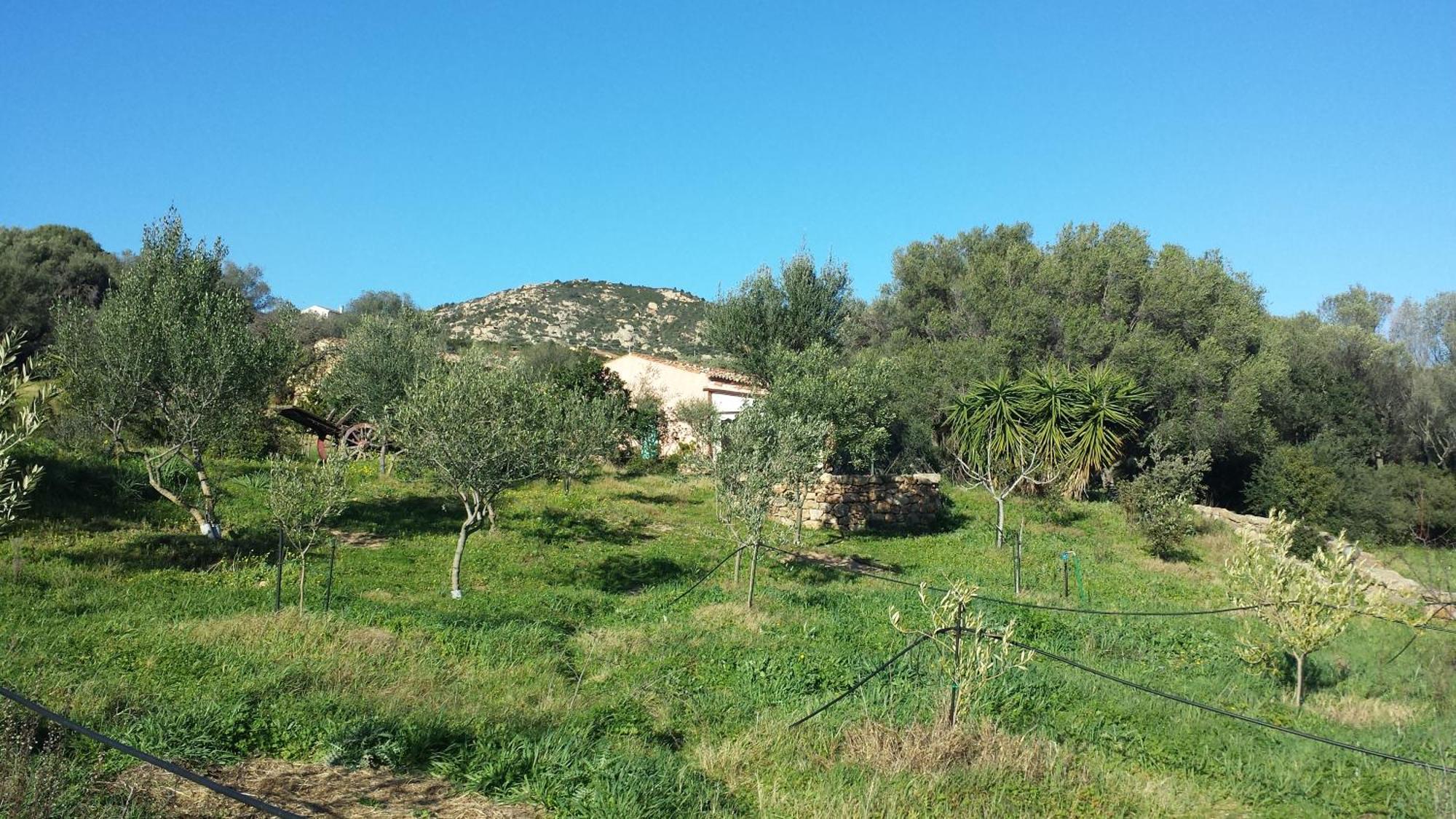 Agriturismo Agrisole أولبيا المظهر الخارجي الصورة