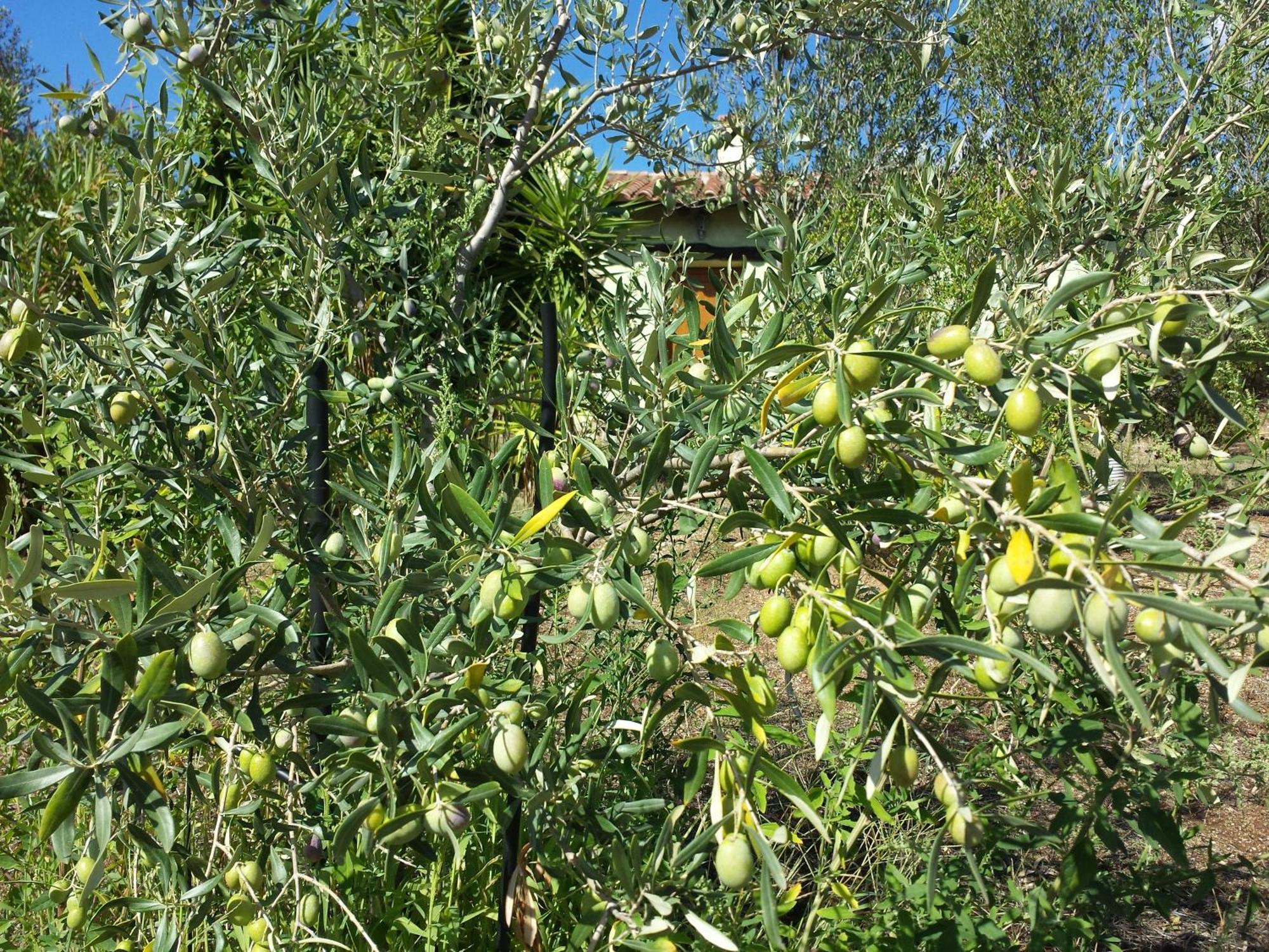 Agriturismo Agrisole أولبيا المظهر الخارجي الصورة